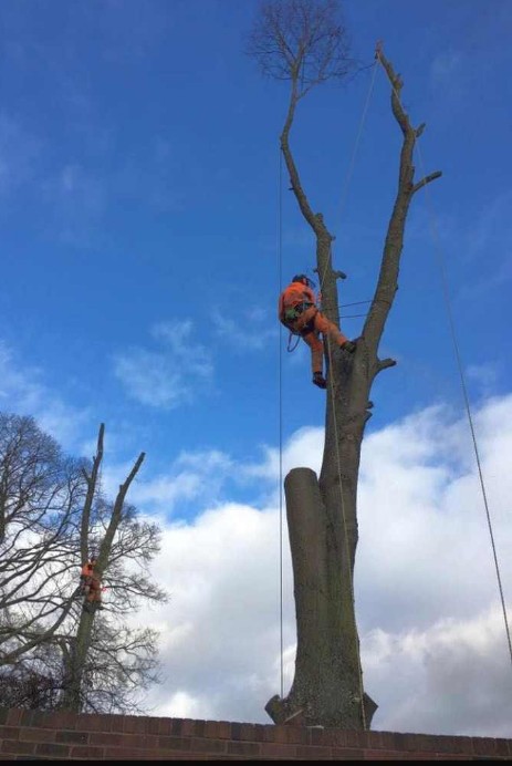 Tree Surgery at BGG